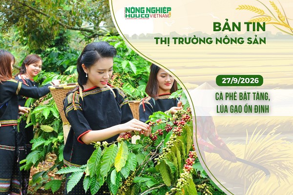 Thị trường nông sản 27/9/2026: Cà phê bật tăng, lúa gạo ổn định