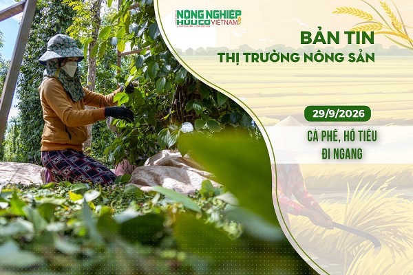 Thị trường nông sản 29/9/2026: Cà phê, hồ tiêu đi ngang