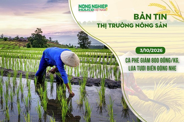 Thị trường nông sản 3/10/2026: Cà phê giảm 800 đồng/kg, lúa tươi biến động nhẹ