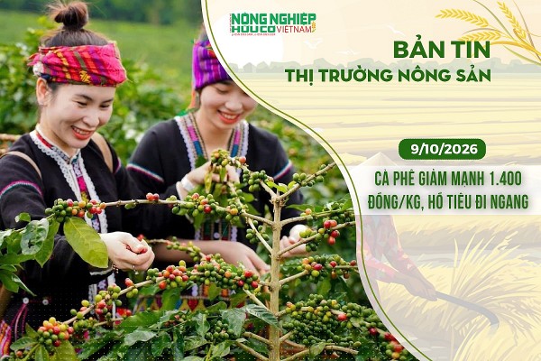 Thị trường nông sản 9/10/2026: Cà phê giảm mạnh 1.400 đồng/kg, hồ tiêu đi ngang