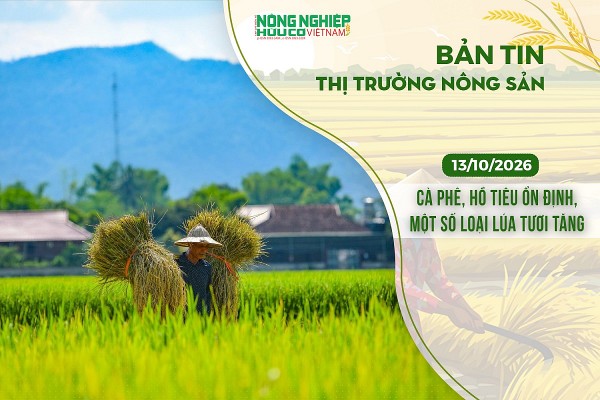 Thị trường nông sản 13/10/2026: Cà phê, hồ tiêu ổn định, một số loại lúa tươi tăng