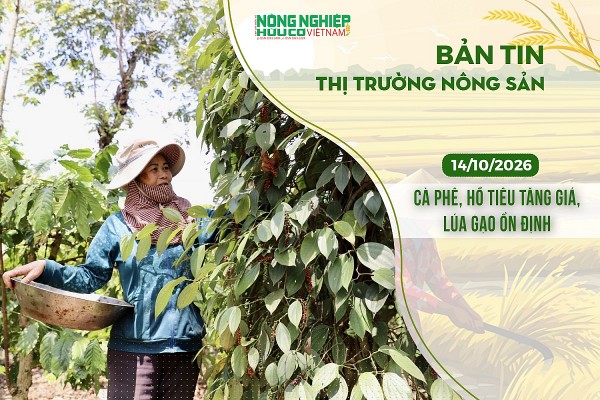 Thị trường nông sản 14/10/2026: Cà phê, hồ tiêu tăng giá, lúa gạo ổn định