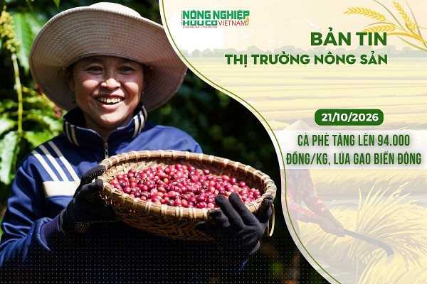 Thị trường nông sản 21/10/2026: Cà phê tăng lên 94.000 đồng/kg, lúa gạo biến động
