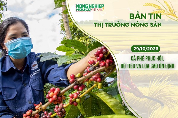 Thị trường nông sản 29/10/2026: Cà phê phục hồi, hồ tiêu và lúa gạo ổn định
